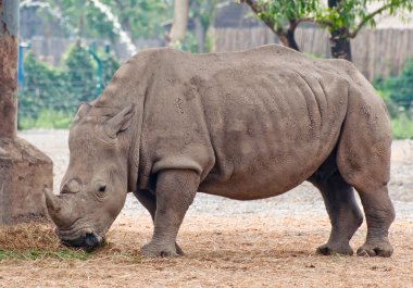 The Rhino eating grass straw in zoo clipart