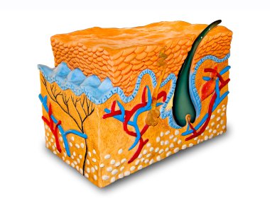 The Human Skin Cross-Section model clipart