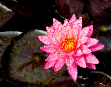 pembe lotus gölet üzerinde