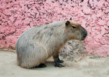 The Capybaras in zoo clipart
