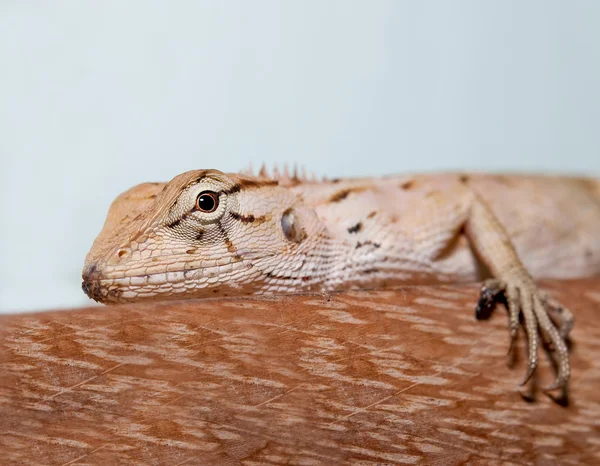 The Closeup of Lizard on wood — Fotografie, imagine de stoc