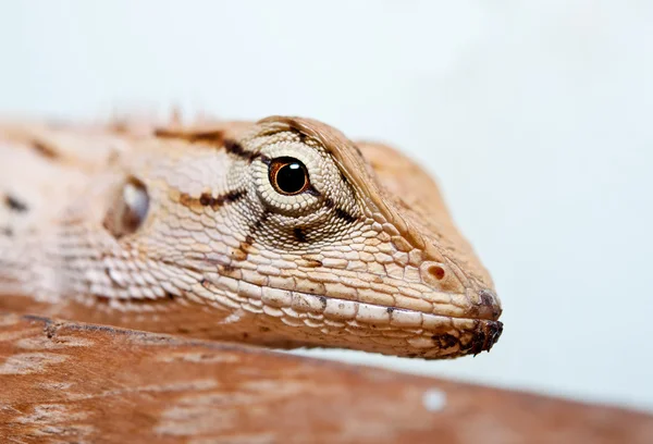 The Closeup of Lizard on wood — Stockfoto