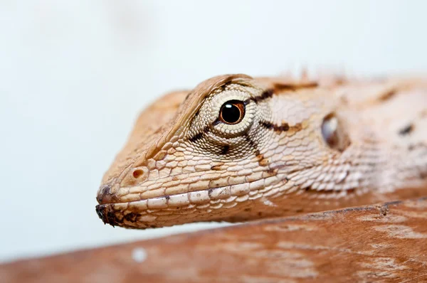 The Closeup of Lizard on wood — Fotografie, imagine de stoc