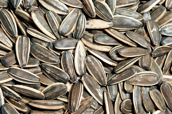 O close-up de fundo de semente de girassol — Fotografia de Stock