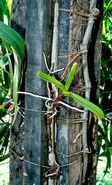 木製の棒で若い蘭 — ストック写真