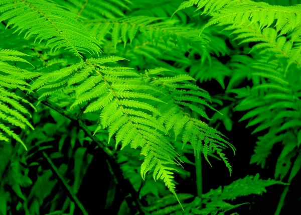 stock image The Close-up of native green fern in rainforest