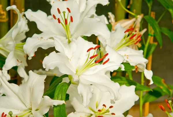 Il bianco lilly sfondo texture — Foto Stock
