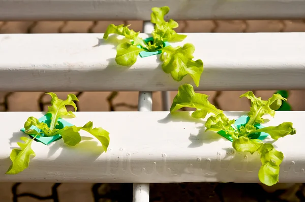 有機性 hydroponic 菜園 — ストック写真