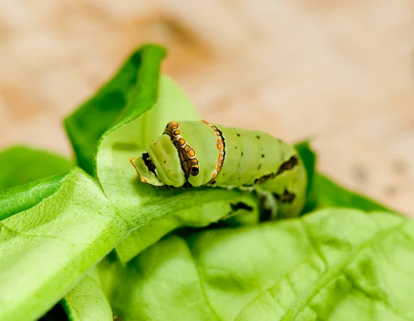 Gąsienica jedzenie liść z drzewa — Zdjęcie stockowe