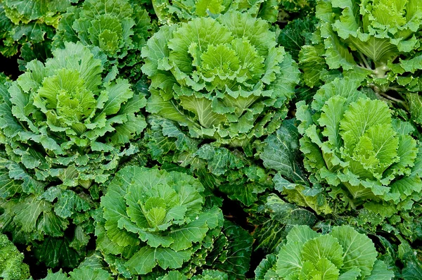 The Green cabbage on green house — Stock Photo, Image