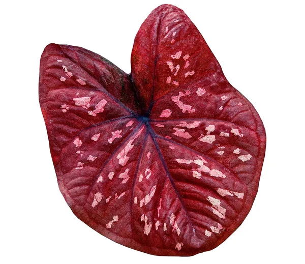 Beyaz arka plan üzerinde izole kırmızı caladium yaprak — Stok fotoğraf