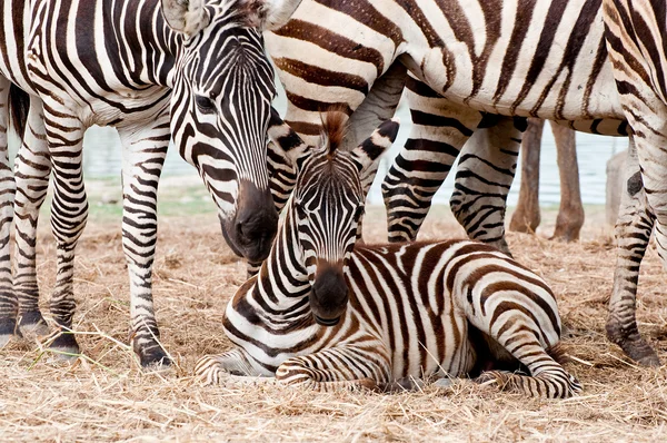 Rodzina zebra — Zdjęcie stockowe