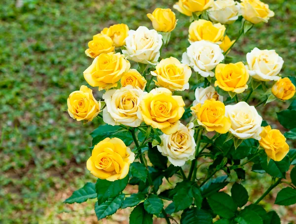Die gelbe und weiße Rose — Stockfoto