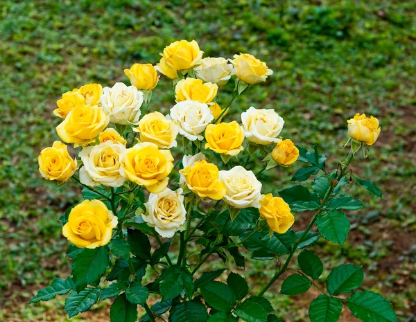 A rosa amarela e branca — Fotografia de Stock
