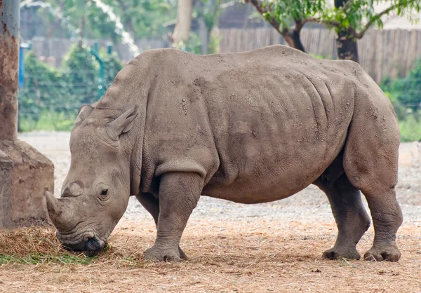 Rhino jíst trávu slámy v zoo — Stock fotografie