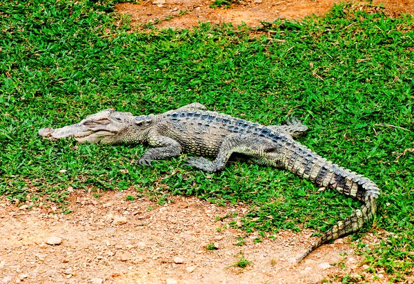 O crocodilo está dormindo na grama verde — Fotografia de Stock