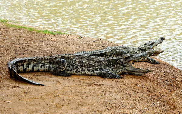 Krokodillen - Stock-foto