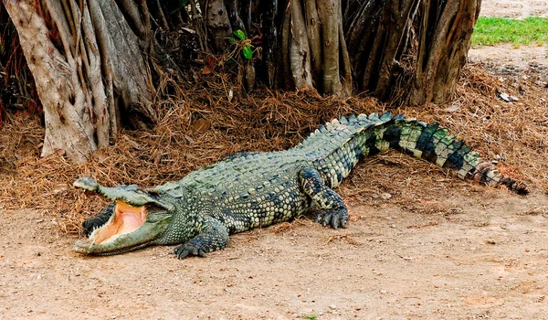 The Crocodile — Stock Photo, Image
