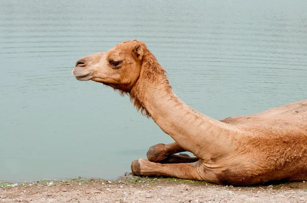骆驼浸泡在水 — 图库照片