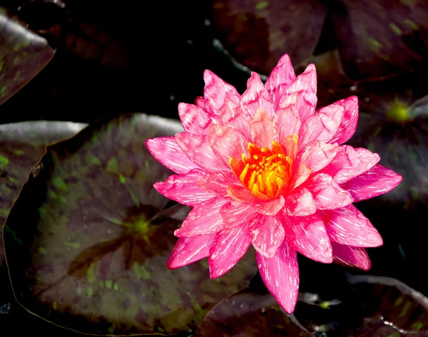 A Pink lotus-tó — Stock Fotó
