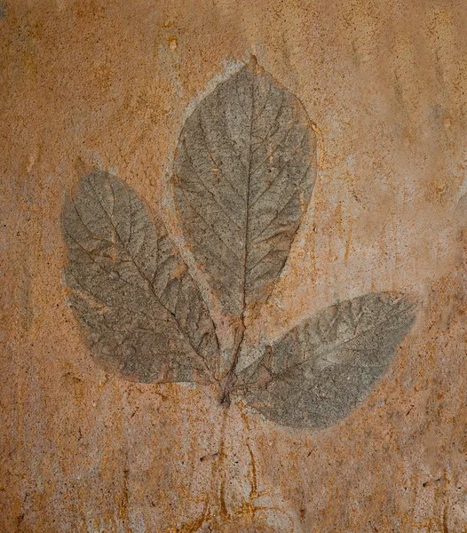 La foglia Imprint su fondo pavimento di cemento — Foto Stock