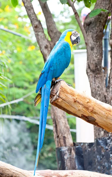 De prachtige macaw — Stockfoto