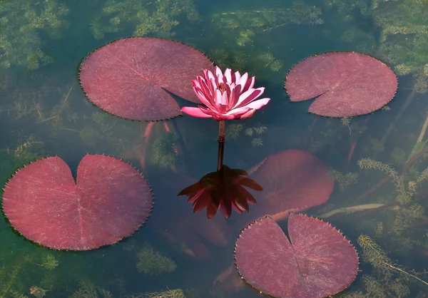 De roze lotus op de vijver — Stockfoto