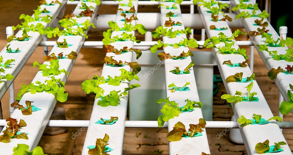 The Organic hydroponic vegetable garden