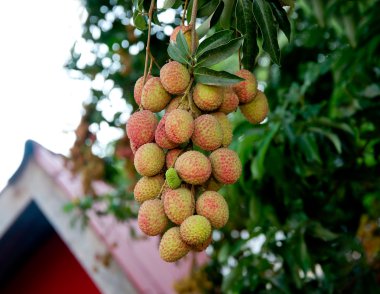 The Bunch of fresh lychees clipart