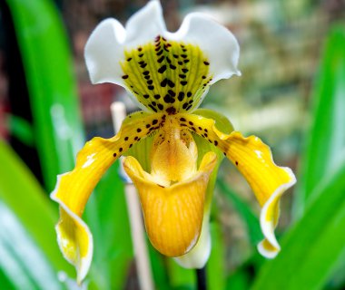 The Beautiful paphiopedilum clipart