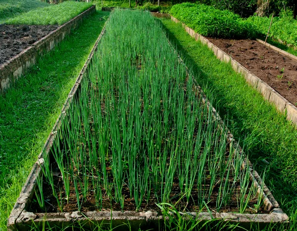 The Onion plantation in the vegetable garden — Stock Photo, Image