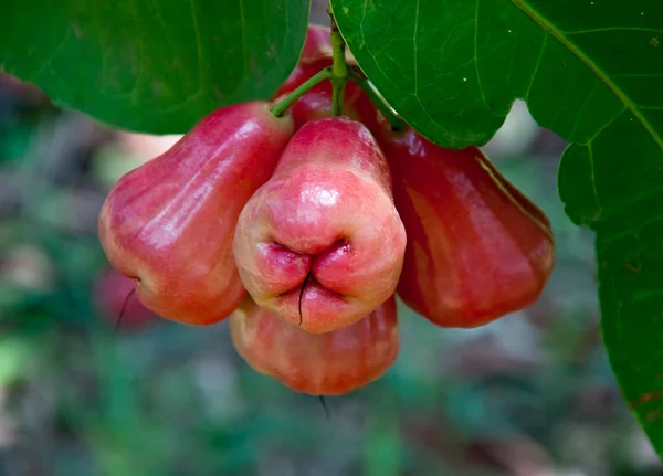 A maçã rosa em árvore em jardim — Fotografia de Stock