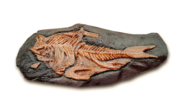 Modell fossil av gamla fisk — Stockfoto