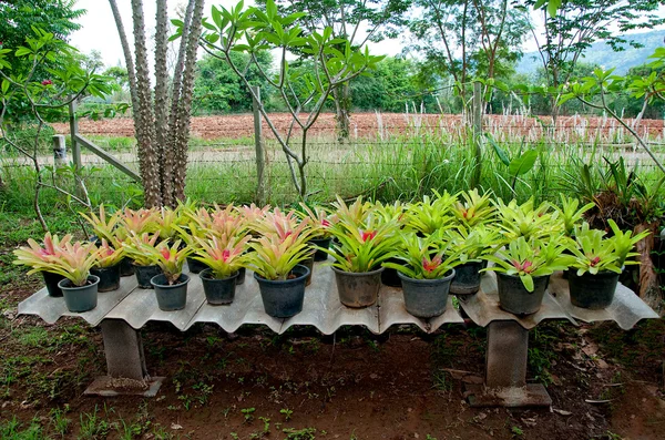 Молода тропічна ананасова квітка на городі — стокове фото