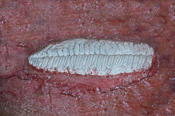 O modelo de concha fóssil — Fotografia de Stock
