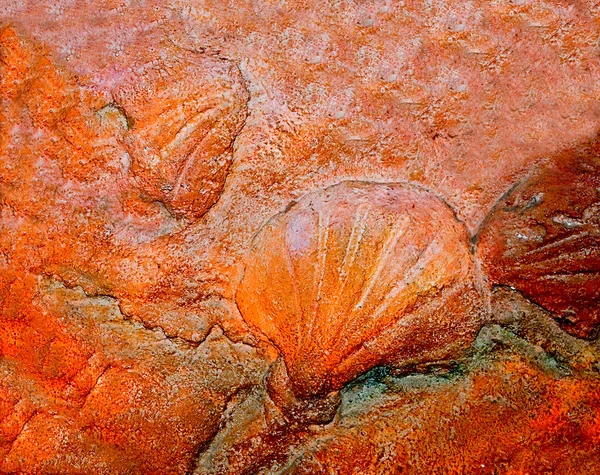 Модель ископаемой скорлупы — стоковое фото