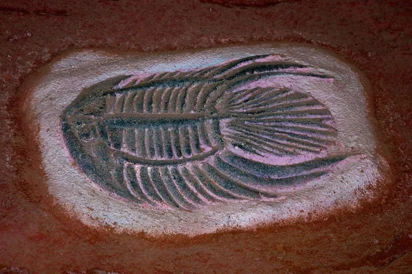 El fósil modelo de peces —  Fotos de Stock