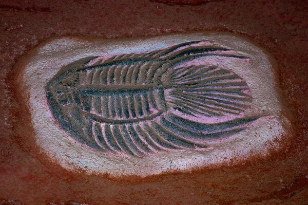 The Model fossil of fish