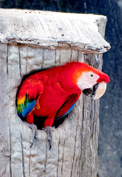 The Beautiful macaw — Stock Photo, Image