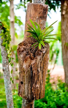 The Young orchid on timber in the forest clipart