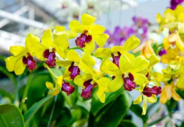 Krásná orchidej — Stock fotografie