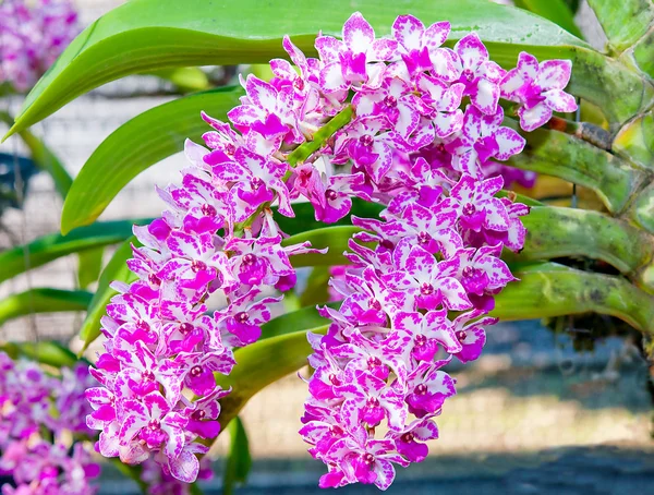 Den vackra orkidén — Stockfoto