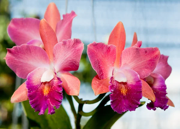 De prachtige orchidee — Stockfoto