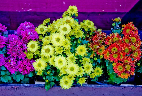 As belas flores coloridas no pote — Fotografia de Stock