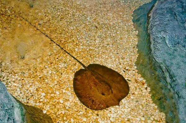 Vatoz balığı — Stok fotoğraf