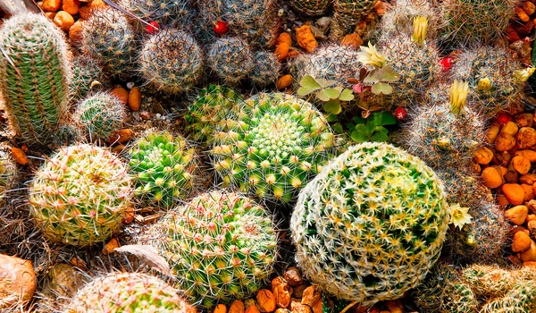 Il cactus — Foto Stock
