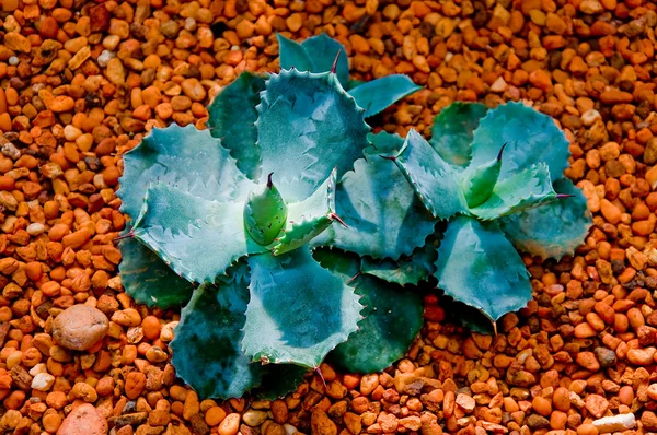 Kaktus — kuvapankkivalokuva