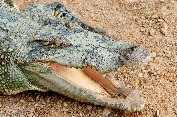 O crocodilo — Fotografia de Stock