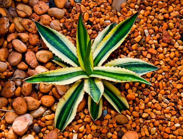 De cactus — Stockfoto