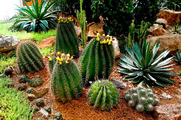 The Cactus — Stock Photo, Image